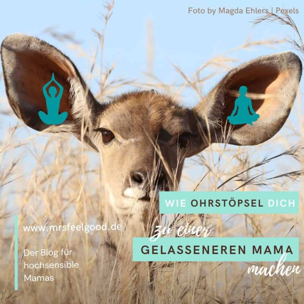 Kudu Antilope mit großen Ohren, feines Gehör, hochsensibles Gehör, hochsensible Mama